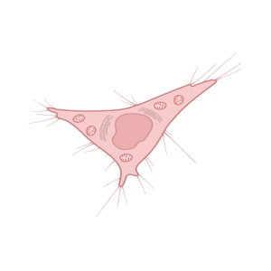 Cell Lines